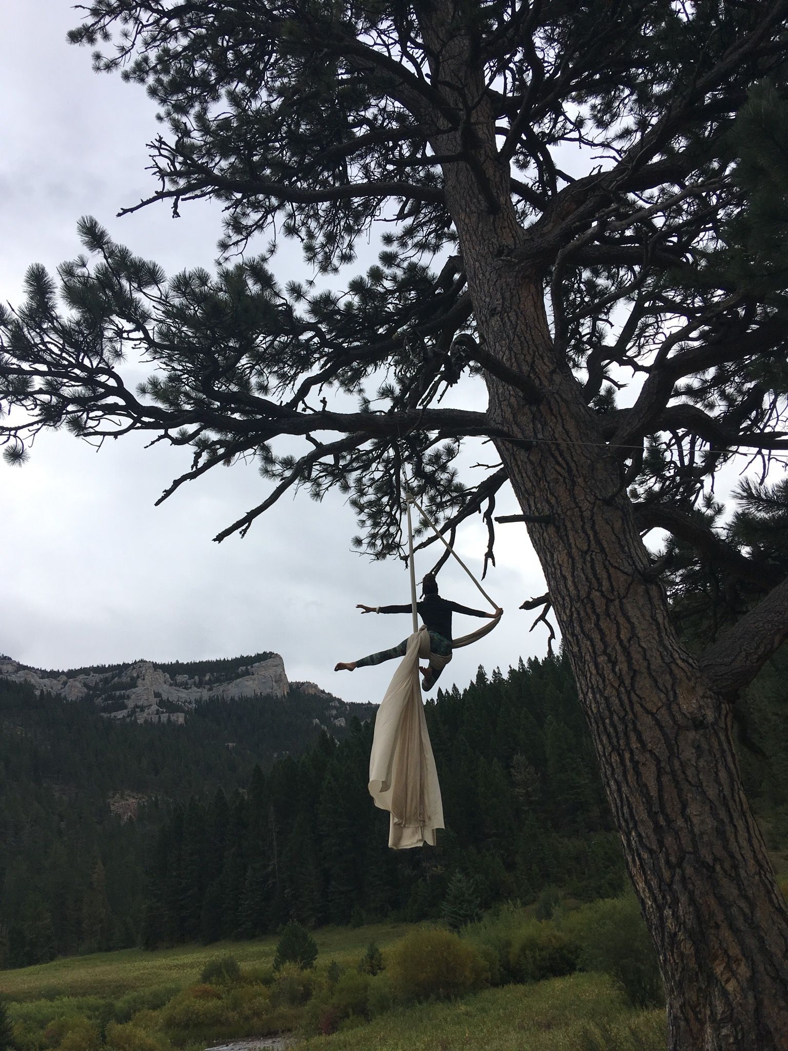 Woman wearing a black leotard doing aerial acrobatics with white fabric, hanging from a giant ponderosa tree in a forest landscape.