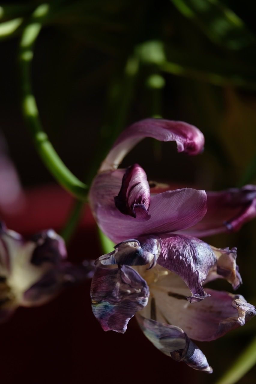 A photograph of wilting punk and purple tulips with dramatic light and a black background 