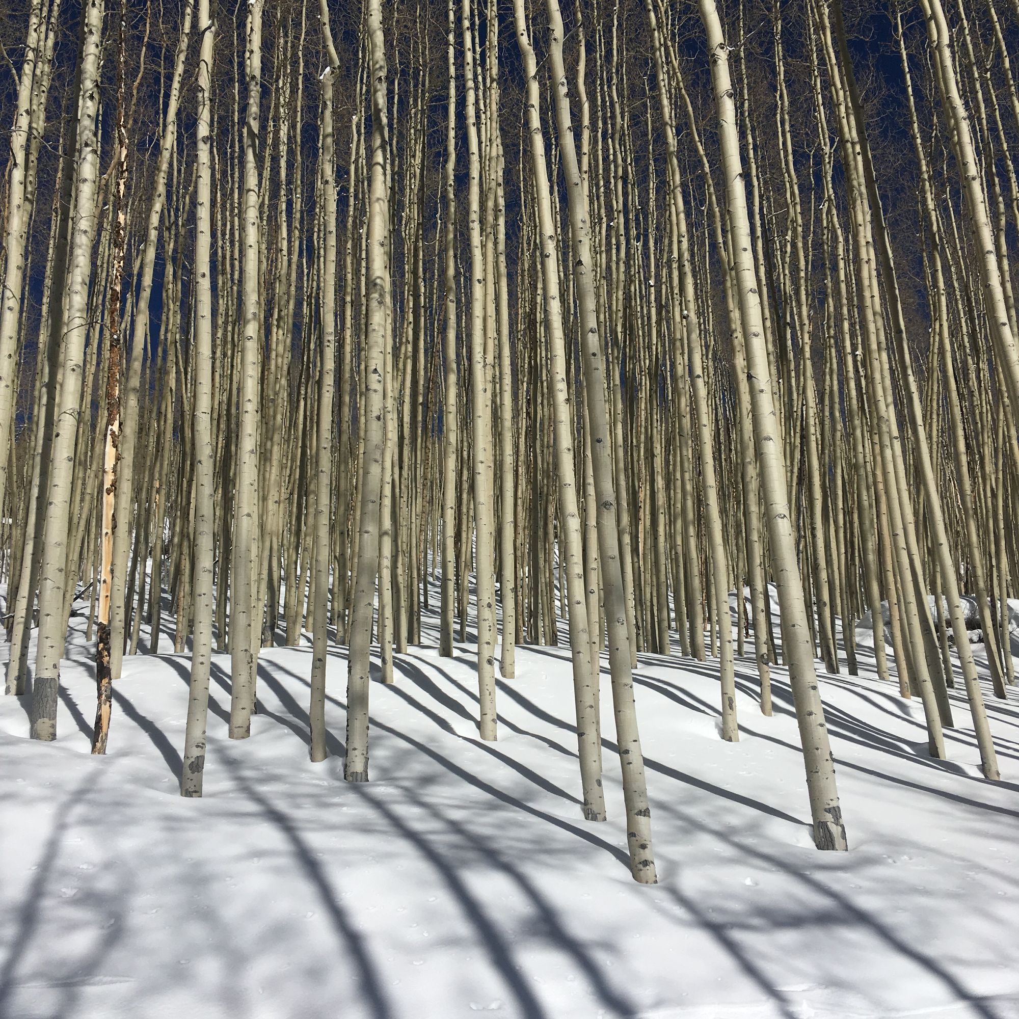 looking through an aspen grove in winter, untouched white snow with stark trunks of white barked aspen trees jut into a blue sky