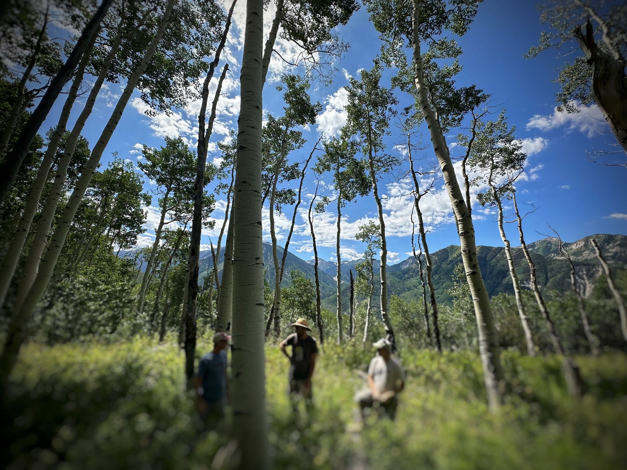 Three figures stand in an aspen grove in summer with high green grass, blue sky and rugged green mountains in the background