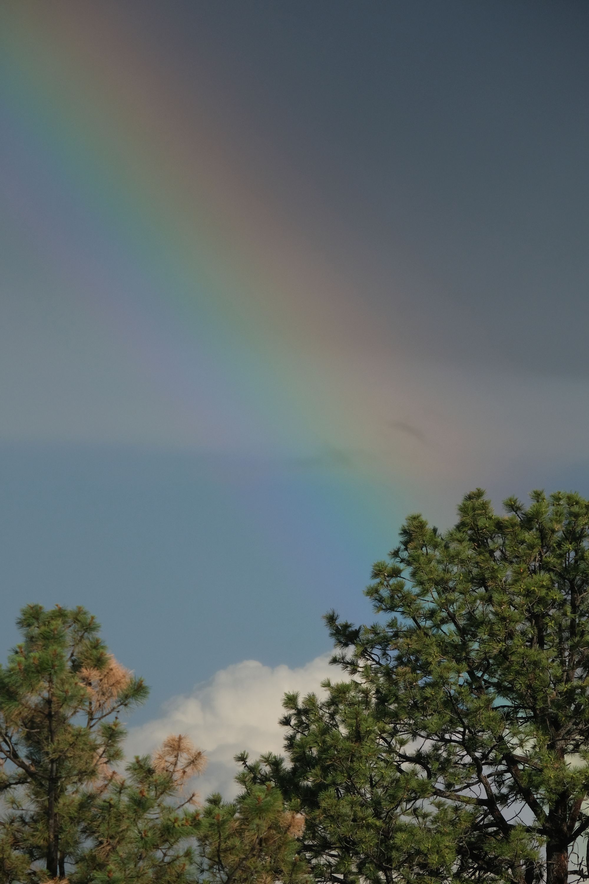 a photo of a faint rainbow crossing a blue clouded sky, and in front of the tops of ponderosa trees