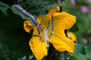 A beaded necklace made of purple fluorite, gray quartz and a clear quartz crystal rests on a large deep yellow squash blossom